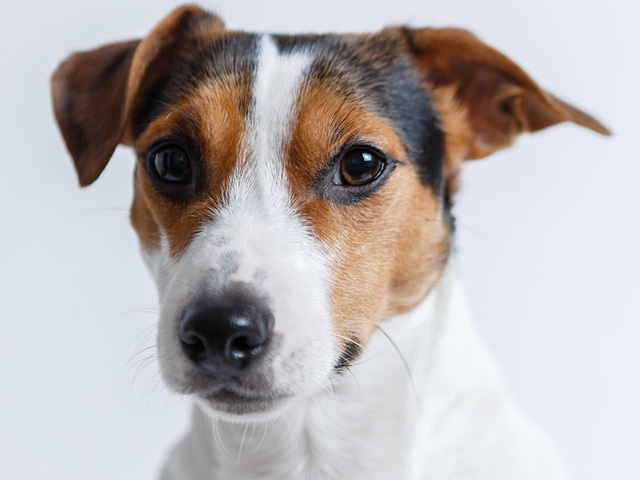 animal clinics